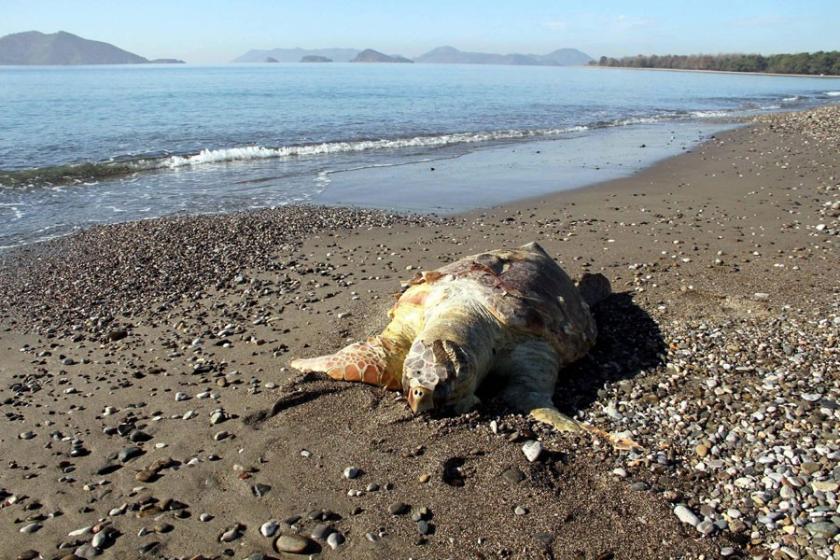 Fethiye'de ölen caretta caretta kıyıya vurdu