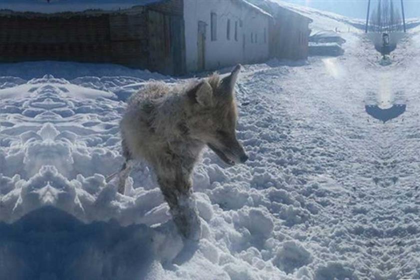 Veteriner hekim: Tilkinin ayakta donması mizansen gibi