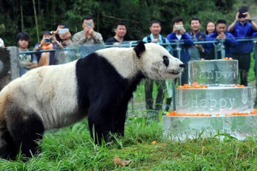 En yaşlı erkek panda yaşamını yitirdi