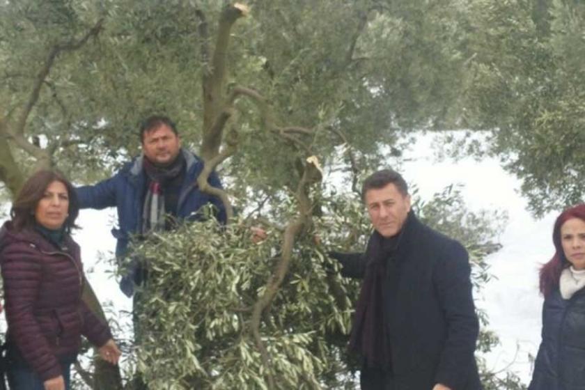 CHP milletvekili Sarıbal: Zeytin, afet kapsamına alınmalı