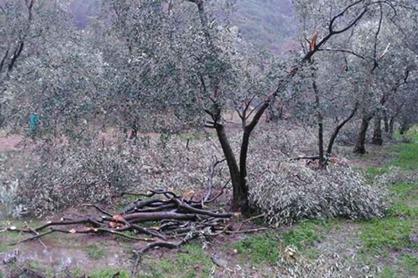 Torba tasarı Mecliste: Zeytinlikler sanayiye açılacak