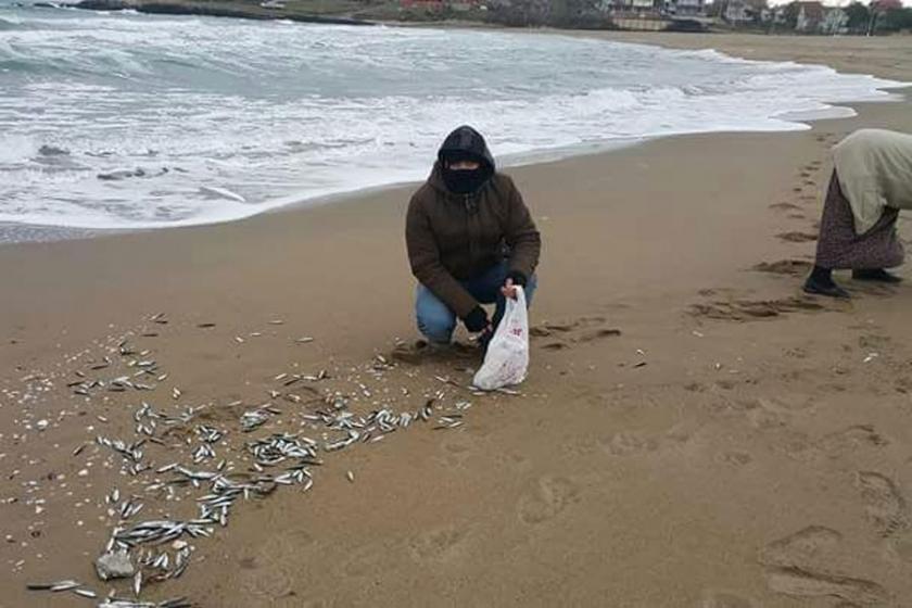 Şoka girip sahile vuran hamsileri topladılar