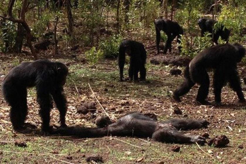 Şempanzeler, eski despot liderlerini öldürüp yedi