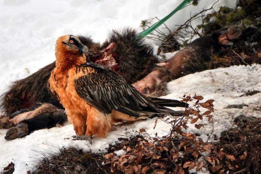 Artvin'de sakallı akbaba görüntülendi