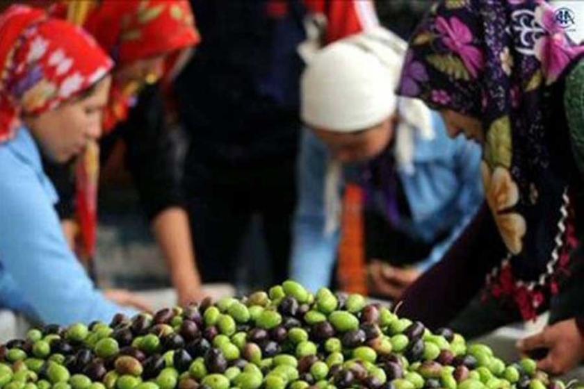 Üreticiler zeytinlikleri imara açan tasarıya tepkili