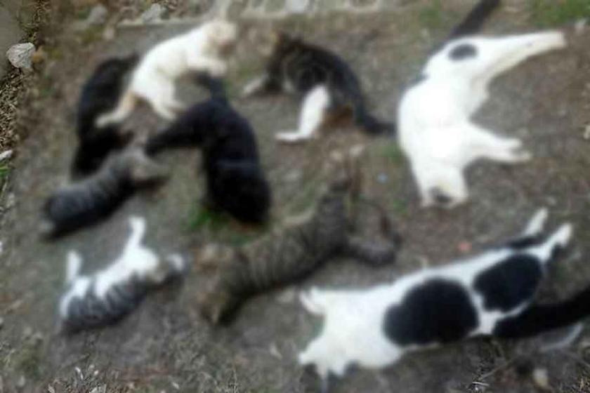 Alanya’daki kedi katliamıyla ilgili bir Rus gözaltına alındı