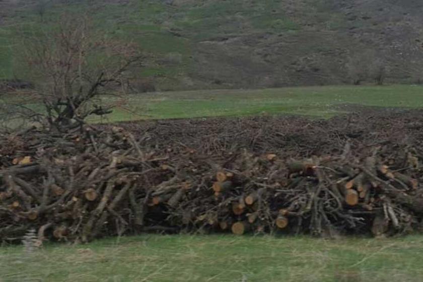 Besta'da kesilen ağaçlar Meclis gündemine taşındı