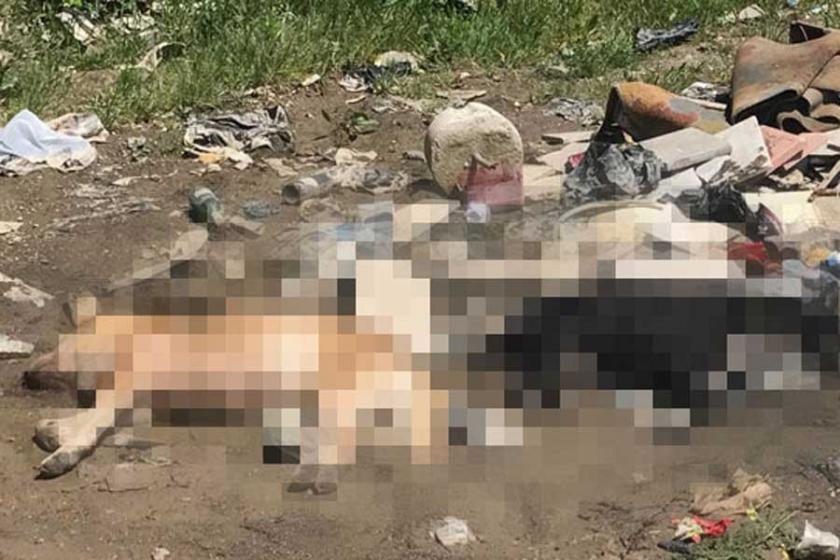 Zonguldak'ta 6 sokak köpeği zehirli iğneyle öldürüldü