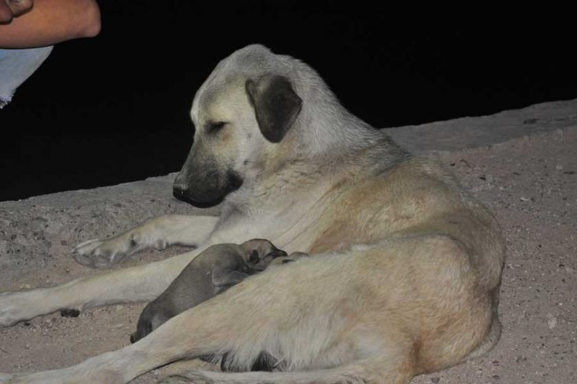 Rögarda mahsur kalan 5 yavru köpek 1 saatte kurtarıldı