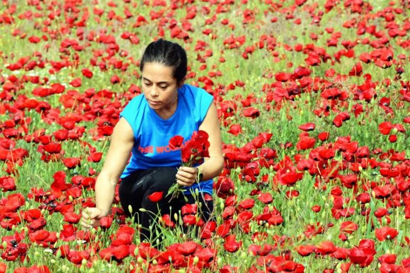 Tablo gibi gelincik tarlası