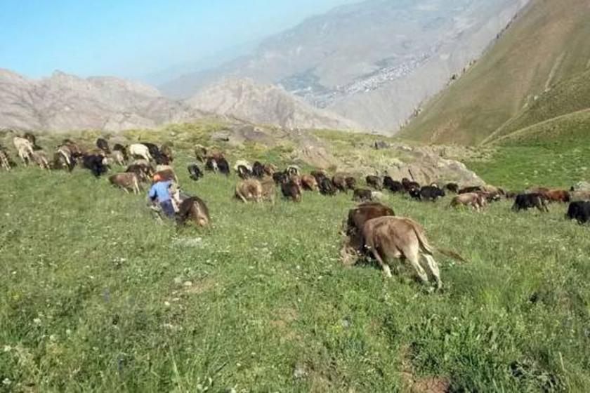 Yaylalara konulan yasak hayvancılığı bitiriyor