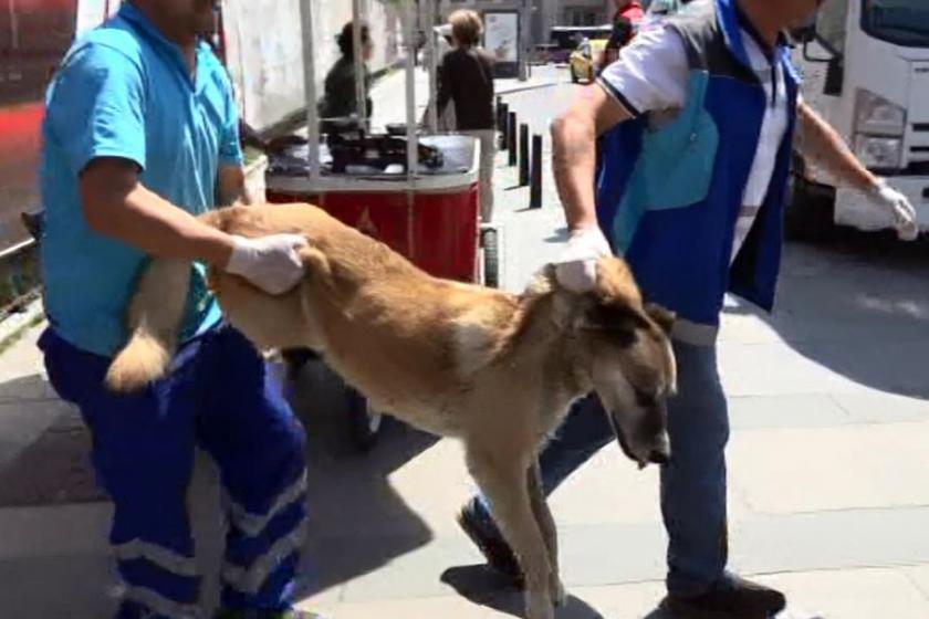 Belediyeden Gezi Parkı'ndaki köpeklere kötü muamele