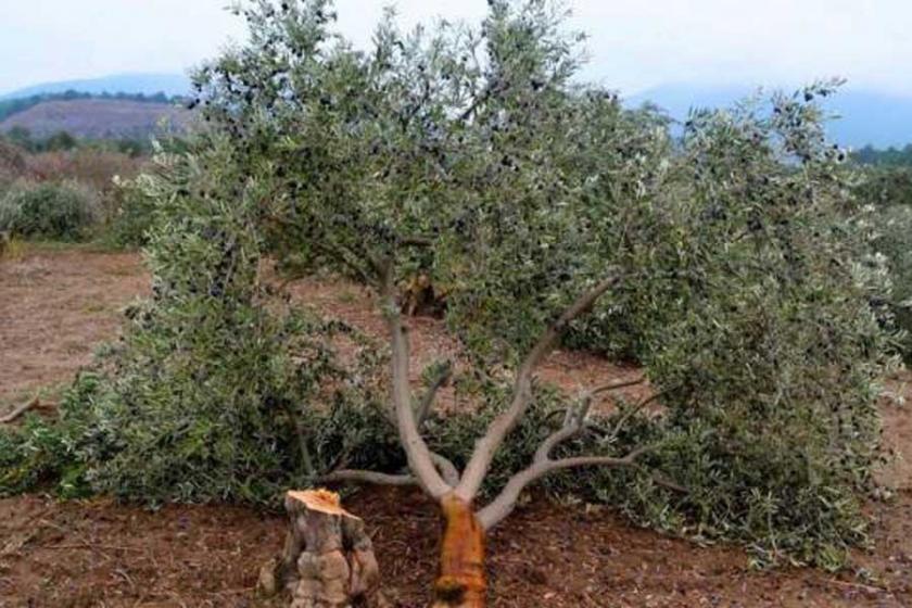 Hükümetten zeytin tasarısında geri adım