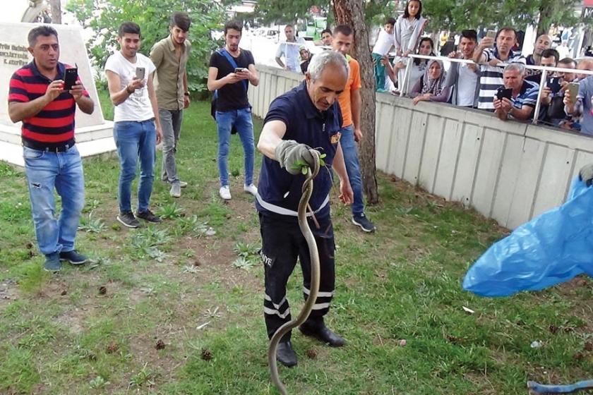 Erzincan'da alkışlı ıslıklı yılan operasyonu