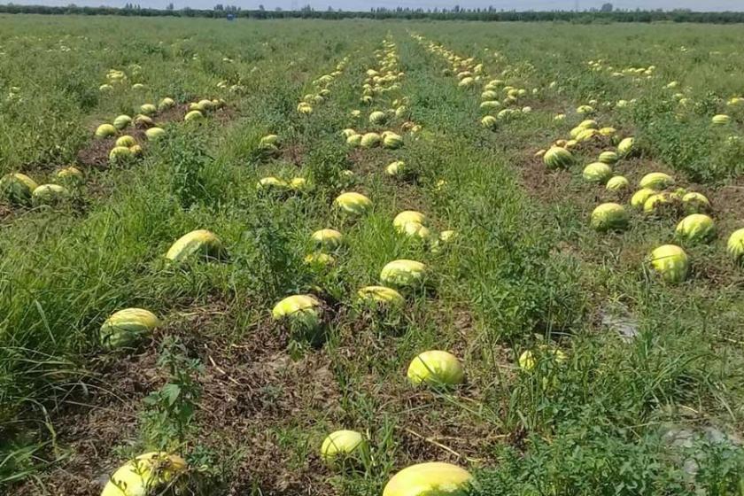 Adana'da sıcaklar nedeniyle 400 bin dönümdeki karpuz yandı