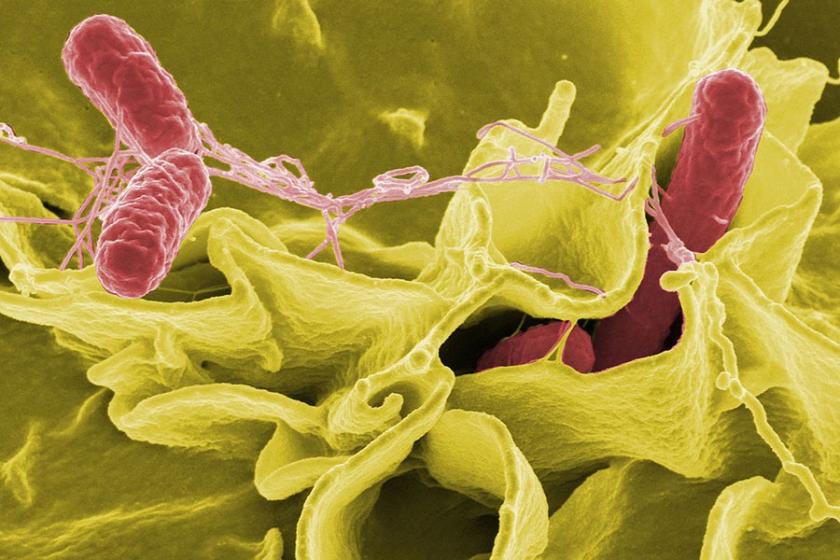 Sofralarınızda Salmonella bakterisi olabilir