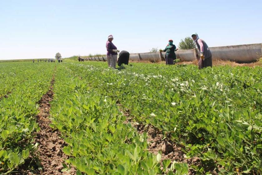 Kavurucu sıcakta ekmek mücadelesi: Su bile verilmiyor