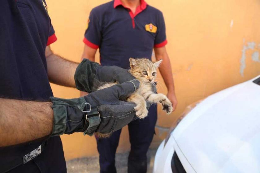 İtfaiye kurtardı, o araçlara girdi, sonunda sahiplendirildi