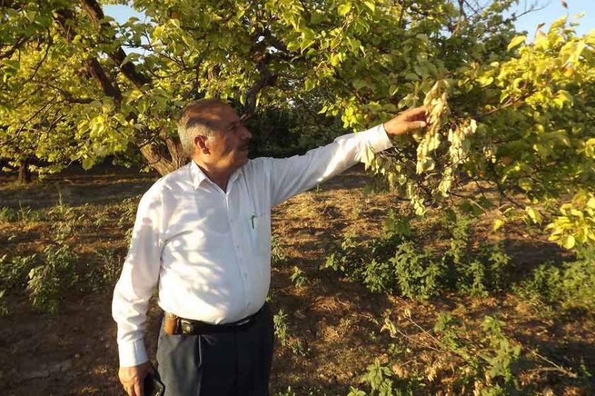 ‘50 gündür kayısılara su verilmiyor’