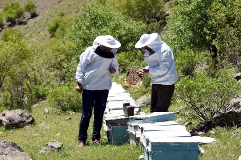 Çataklı arıcılar sıcaklık arttıkça yükseğe çıkıyor