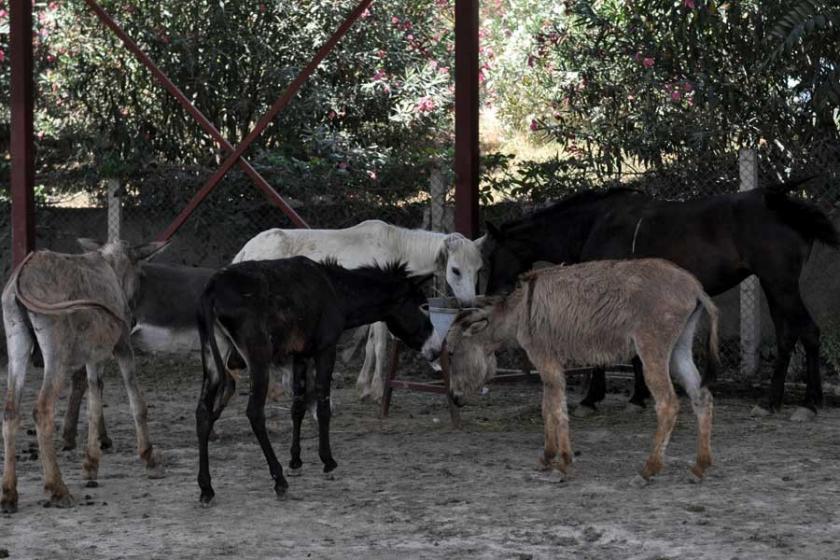 Adana'da kesilmekten kurtarılan eşekler sahiplendiriliyorlar