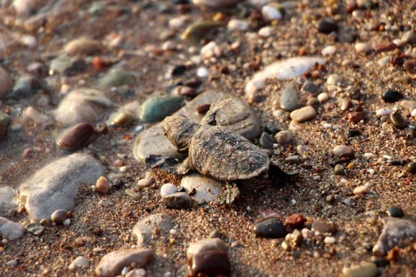 Caretta carettaların zorlu yolculuğu başladı