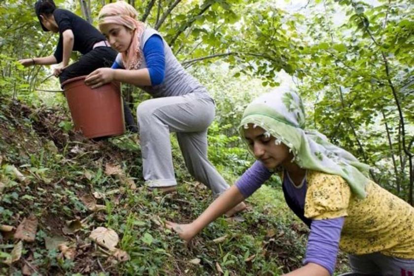 Tüm Köy Sen Ordu Şubesi: Üretici emeğinin hakkını istiyor