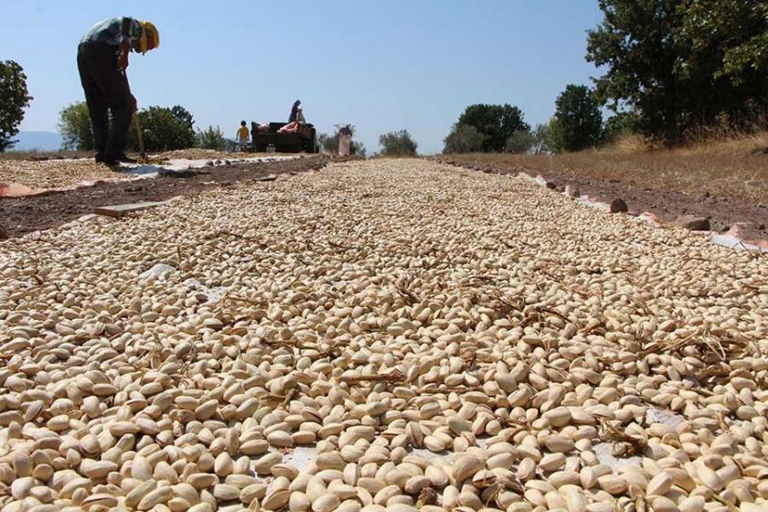 Antep'ten fıstık toplamak için Manisa'ya geliyorlar