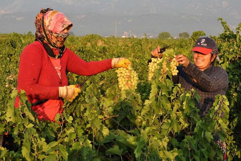 İslahiye'de üzüm hasadına başlandı