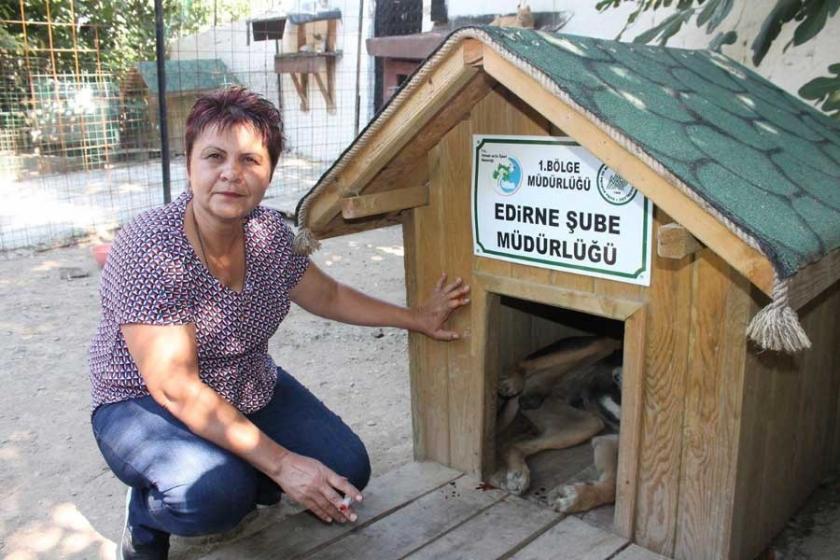 Edirne'de sokak hayvanlarının kulübeleri çalındı