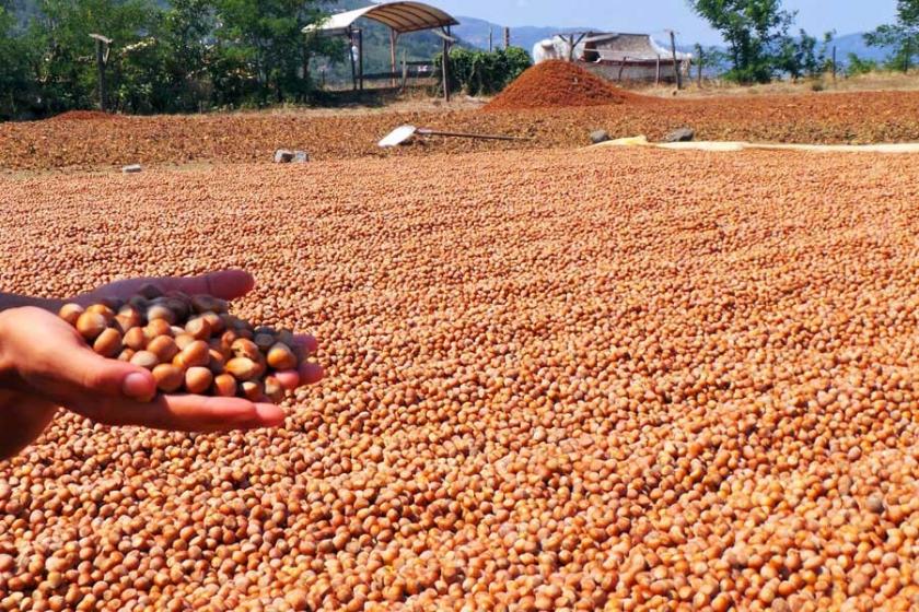 Orduda üreticiden fındık fiyatı tepkisi