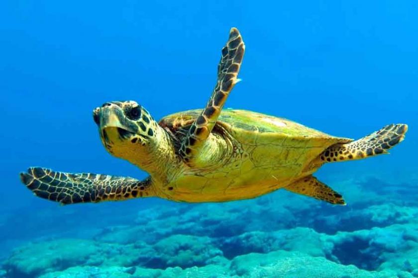 'Caretta caretta'ların yaşam alanına saygı' kampanyası