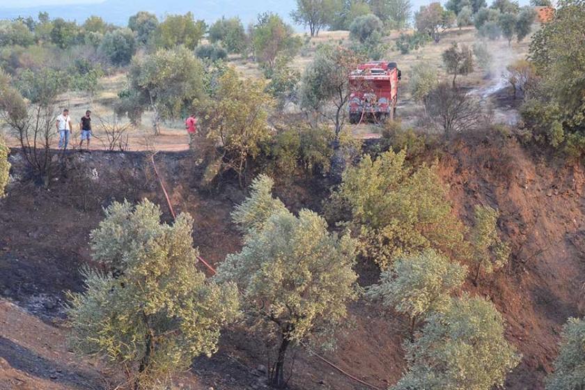 Nazilli'de zeytinlik yangını