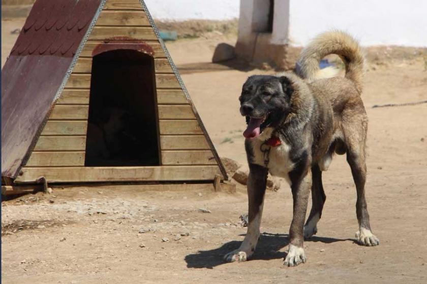 Polis eylemlerde Kangal köpeği kullanmaya hazırlanıyor