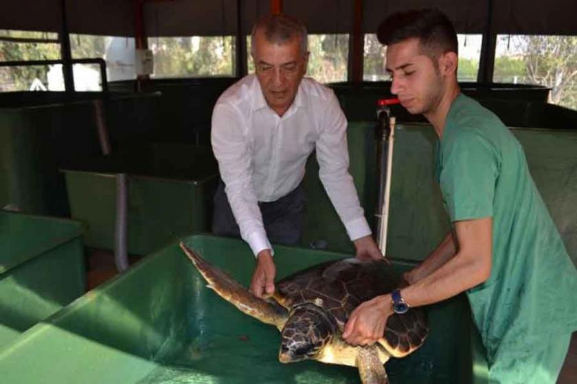 Mezitli Belediye Başkanı'ndan Caretta caretta özrü