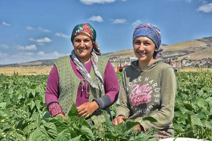 Üniversiteli kız kardeşler tatilde tarlada