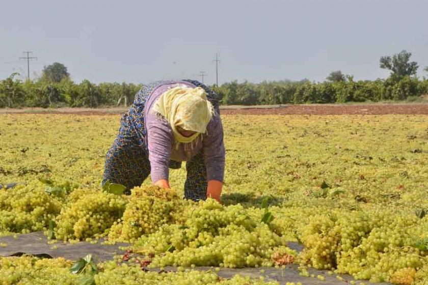 Fakıbaba: Kuru üzüm alım fiyatı 4 lira olarak belirlendi