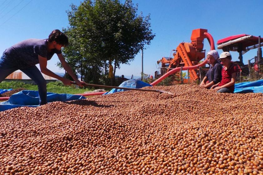 Fındık üreticileri taban fiyatın yükseltilmesini istiyor