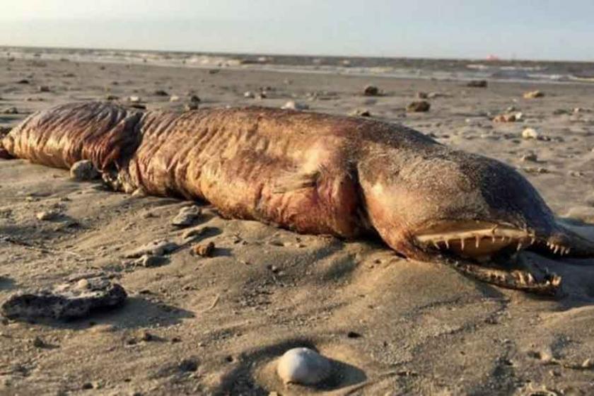 Kasırgayla karaya vuran nadir deniz canlısı merak uyandırdı