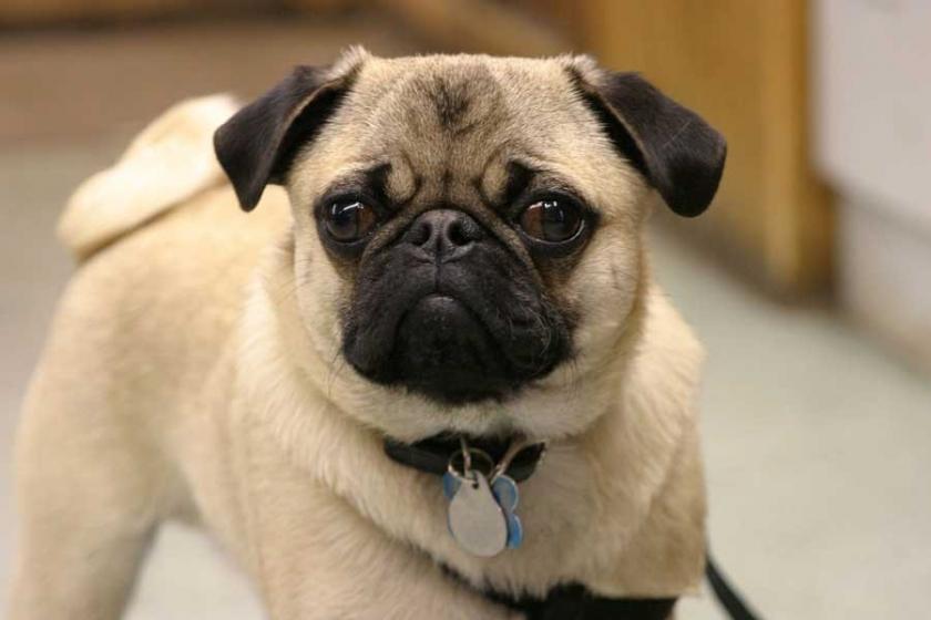 Pug cinsi köpek veteriner ihmali sonucu yaşamını yitirdi