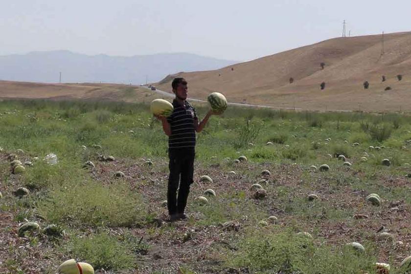 Muş Ovası'ndaki kuraklık üreticileri vurdu