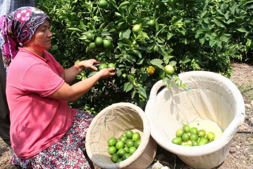 Limon hasadı başladı 