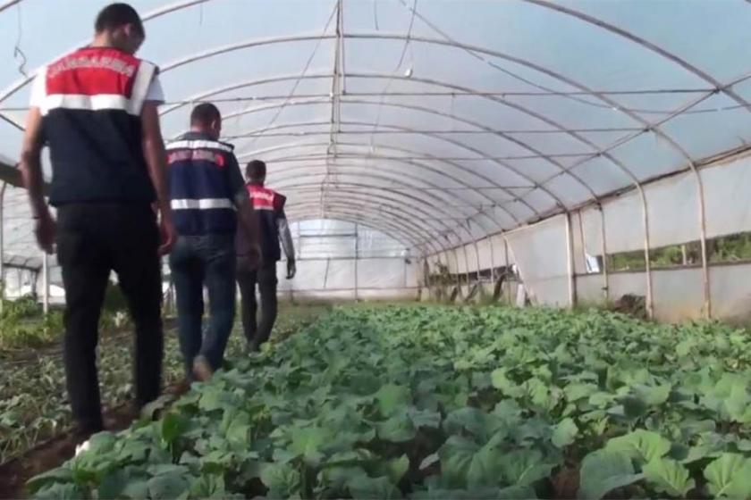 'Organik esrar' yetiştirirken gözaltına alındılar