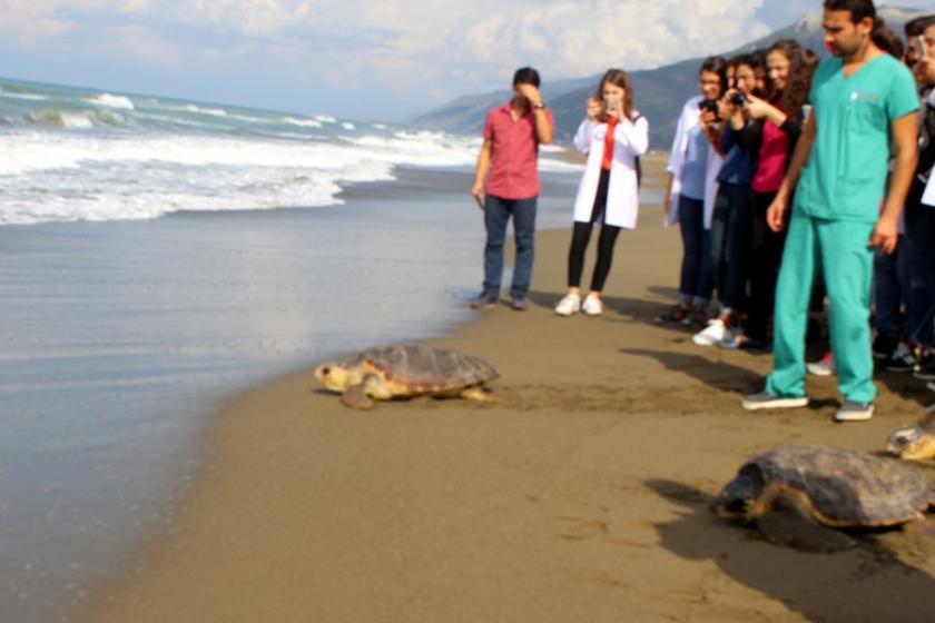 Tedavi edilen Caretta carettalar denize bırakıldı