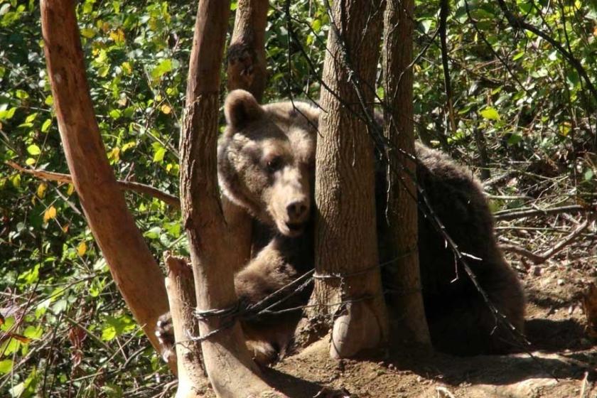 Karabük'te aç kalınca köye inen ayı tele takıldı