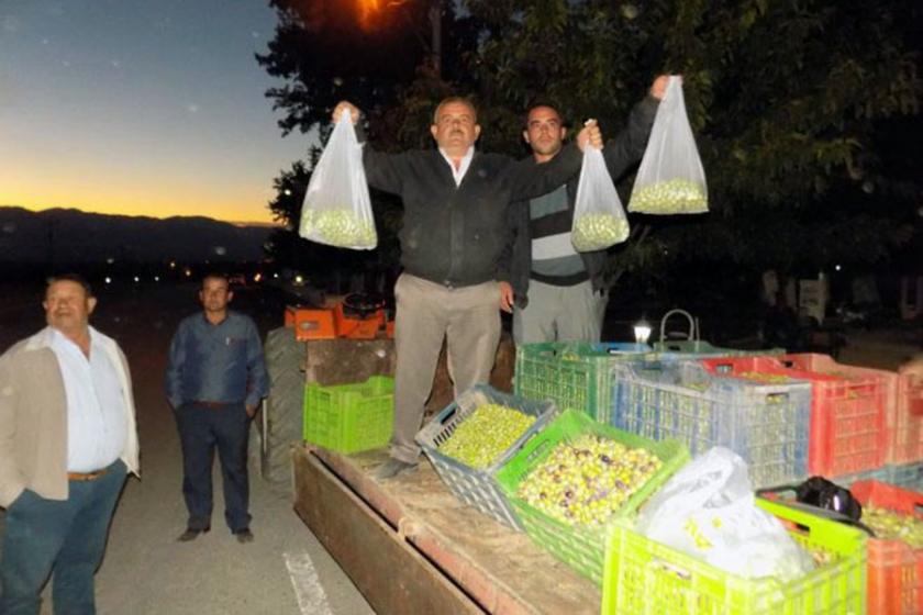 Üreticiler 3 ton zeytini protesto için bedava dağıttı