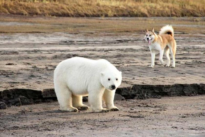 Kutup ayısı evinden 700 kilometre uzakta bulundu