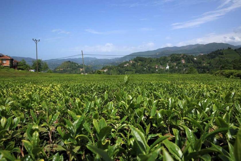 Doğu Karadeniz'de çay hasat dönemi sona erdi