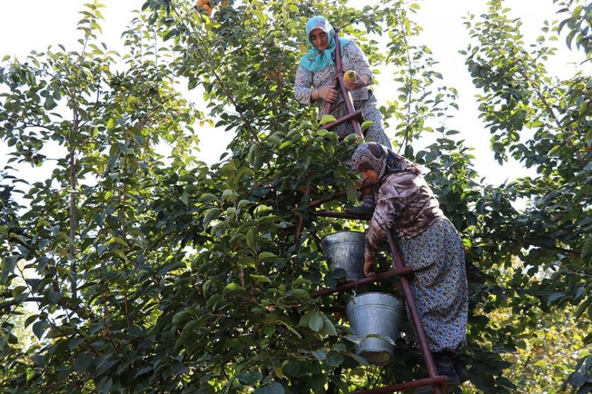 ‘Cennet elması’ bu sene güldürdü