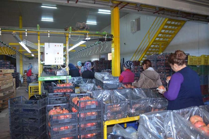 Paketleme ve taşıma işçileri: İş 12 saat, ücret 70 TL